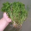 輪葉黑藻 伊樂(lè)藻 苦草 水生植物 河道綠化 燈籠微 大量供應(yīng)