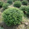 基地直銷 火棘球 小苗 銀姬水蠟球 園林綠化工程苗木 批發(fā)價(jià)格