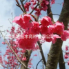 供應福建山櫻花鐘櫻花種子花紅色花期4月