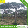 自然造景 造型奇特 觀賞風(fēng)景樹 泰山景松 造型松
