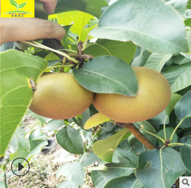 梨樹苗 農(nóng)戶自家種植皇冠梨樹苗05 08 1 1.5公分梨樹苗