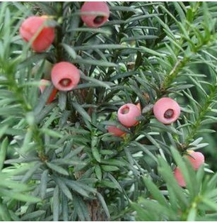 特價盆景 1-10年苗 曼地亞 紅豆杉苗 帶花蕾 10年苗包開花包結果