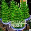 批發(fā)室內富貴竹盆栽 盆栽植物室內綠化 水培轉運竹 竹塔 節(jié)節(jié)高