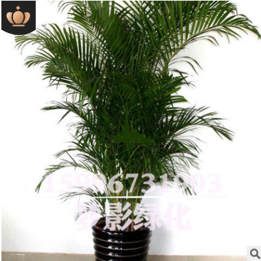 鳳尾竹批發(fā)室內陽臺盆栽花卉精品綠植盆景鳳尾竹苗規(guī)格齊全