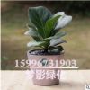 觀葉琴葉榕 大圓葉室內盆栽大植物凈化易養(yǎng)花卉綠植 琴葉榕盆栽