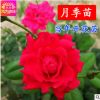 批發(fā)精品月季花苗 大花月季苗 庭院盆栽陽臺(tái)花卉 玫瑰薔薇苗