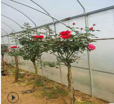 嫁接樹狀月季 盆景 大花 樹樁植物庭院栽植濃香四季花卉老樁苗木