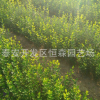 枸橘苗基地直銷根系好南北方種植枸橘苗現(xiàn)挖現(xiàn)賣量大優(yōu)惠枸橘苗