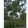 出售綠化工程苗木千頭椿 5-15公分優(yōu)質(zhì)千頭椿
