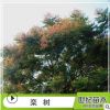 苗圃基地供應(yīng) 欒樹 欒樹小苗規(guī)格齊全歡迎實地考察喬木類園林植物