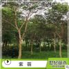 紫薇 優(yōu)質(zhì)紫薇花樹苗 基地直供 園林綠化紫薇苗