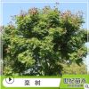 欒樹苗 胸徑5-25cm綠化苗木 苗圃供應(yīng)樹苗批發(fā) 黃山欒樹苗
