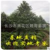 湖南批發(fā)園林綠化喬木樂(lè)昌含笑樹苗 樂(lè)昌含笑大樹 胸徑10至20cm