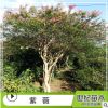 苗圃直銷紫薇紅花 又名百日紅 紅火箭 風(fēng)景樹 庭蔭樹 行道樹