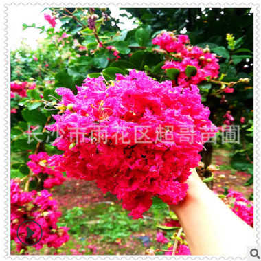 湖南基地 正宗速生美國紫薇紅火箭 百日紅樹苗批發(fā) 庭院觀花喬木
