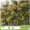 欒樹 胸徑5-25cm綠化苗木 苗圃供應(yīng)樹苗批發(fā) 黃山欒樹苗