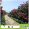 紫薇綠化苗 小葉紫薇 園林綠化 行道樹綠化 大紅花紫薇小苗