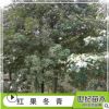 園林基地直銷苗木紅果冬青 紅果冬青樹苗 紅果冬青山苗