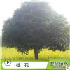桂花樹苗 苗圃產(chǎn)地直銷桂花樹 八月金桂綠化苗木