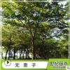 特價無患子山苗 苗圃產(chǎn)地直銷無患子優(yōu)質(zhì)山苗 無患子