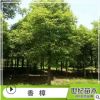 香樟樹苗 益陽香樟基地直銷 各種規(guī)格香樟樹苗 大量供應(yīng) 行道樹