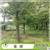 香樟 批發(fā)供應(yīng)香樟 香樟樹 苗圃低價(jià)基地直銷 湖南香樟樹苗