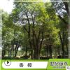香樟 產(chǎn)地直銷精品喬木香樟 移栽苗叢生香樟 無二次移栽香樟樹苗