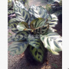 產地直銷小盆景植物熊貓竹 批發熊貓竹