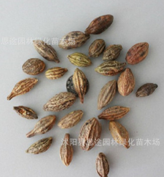 批發(fā)優(yōu)質(zhì)中藥材種子 柯子種子 當(dāng)年新採大金果種子