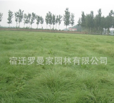 批發(fā)草坪種子 野牛草種子 暖季型草坪 新采優(yōu)質種子