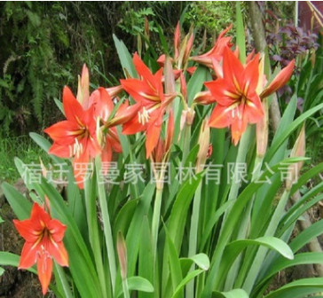 朱頂紅種球 朱頂紅球根 庭院盆栽花卉 當年開花 量大優(yōu)惠