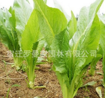 基地直銷 量大優(yōu)惠 優(yōu)質牧草種子 苦荬菜種子