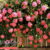 批發(fā)藤本小女孩 爬藤多花月季小紅花 大型薔薇盆栽微型月季花苗