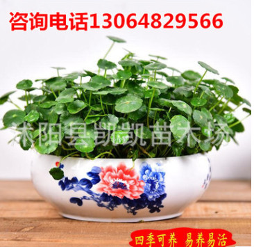 銅錢草水培室內心形草小盆栽植物種子四季辦公室金錢草防輻射耐寒