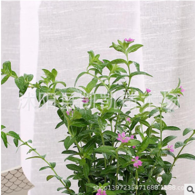 滿(mǎn)天星花苗盆栽花草花卉綠植室內(nèi)客廳辦公室四季開(kāi)花盆景觀花植物