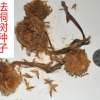 法桐種子 法桐樹種子當(dāng)年新采的 速生法國(guó)梧桐樹種子實(shí)體公司批發(fā)