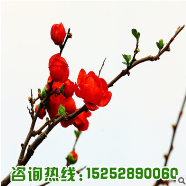 紅梅樹(shù)苗批發(fā)園林精品盆栽 工程綠化苗木紅梅花苗耐寒紅梅小苗