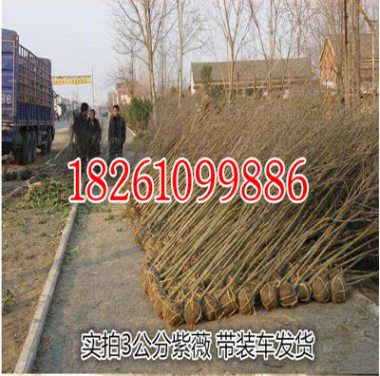 供應(yīng)百日紅 紅花 紅火箭紫薇小苗/各種規(guī)格紫薇