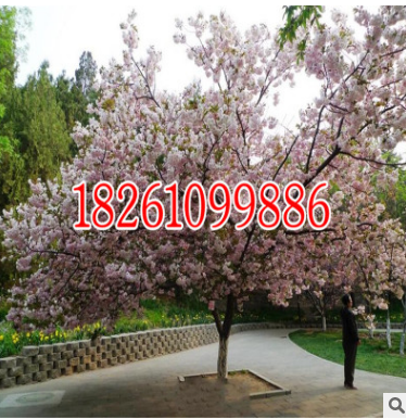 批發 櫻花 櫻花樹 櫻花苗白雪櫻 風景樹種類 綠化樹苗 園林景觀