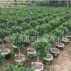 含笑球 樹苗 含笑花苗 精品高桿含笑球 芳香花卉 工程綠化袋苗木