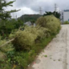 羅漢松 造型羅漢松 自產自銷 綠化 批發羅漢松 庭院別墅綠化