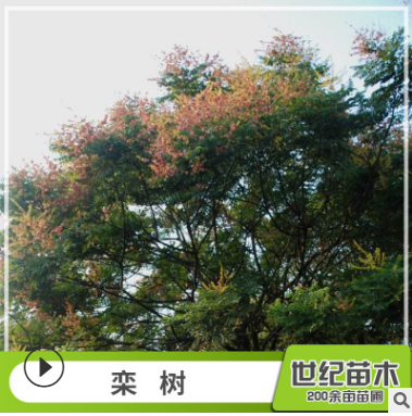 欒樹苗 胸徑5-25cm綠化苗木 苗圃供應樹苗批發(fā)