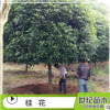 批發(fā)桂花樹苗 金桂月桂丹桂四季桂沉香桂日香桂朱砂桂