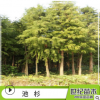 池杉水杉苗批發(fā) 工程綠化苗木 池杉樹苗