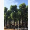 供應地苗袋苗骨架香樟樹木本地自家種植銷售園林綠化工程