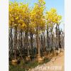 本場供用黃花風鈴木樹苗行道樹綠化鄉村綠化苗木