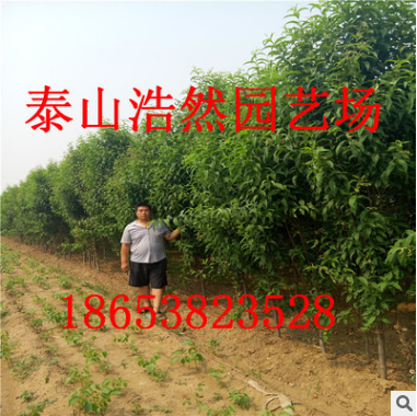 長期供應(yīng)優(yōu)質(zhì)綠化苗龍柱碧桃 工程綠化苗龍珠碧桃