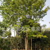 供應(yīng)喬木青楓樹 董家苗圃大規(guī)格青楓樹 樹形精品 批發(fā)價(jià)格
