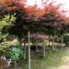 直銷園林綠化苗木 嫁接紅楓 紅楓樹 8-10公分紅楓樹批發(fā)價(jià)格