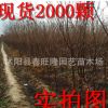 大量批發(fā)櫻花小苗 櫻花工程苗 櫻花成品苗 自產(chǎn)自銷 2-3公分開(kāi)花